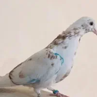 ماهرو ماده شماره دار