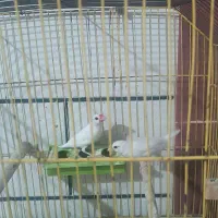 فنج مصری|پرنده|شادگان, |دیوار