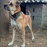 ماده افغان بی نظیر نگهبان صفت|سگ|تهران, زعفرانیه|دیوار