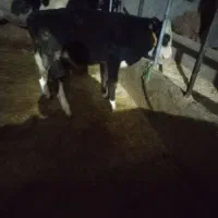 گوساله نر سمینتال