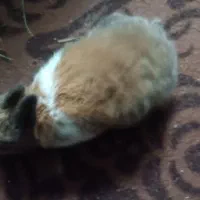 خرگوش فروشی|موش و خرگوش|بندر ماهشهر, |دیوار