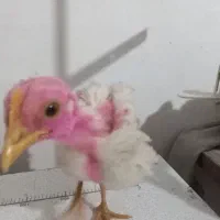 فروش تعدادی جوجه