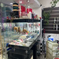 دکور ویترین بدلیجات|فروشگاه و مغازه|شاهرود, |دیوار