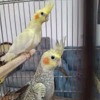 عروس هلندی زیبا و مولد|پرنده|بندر ماهشهر, |دیوار