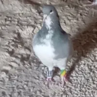 پرنده رنگی|پرنده|شیراز, کوشک میدان|دیوار