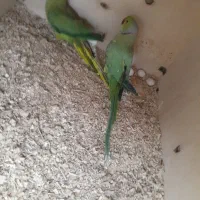 جفت طوطی ملنگو مولد همراه با تخم