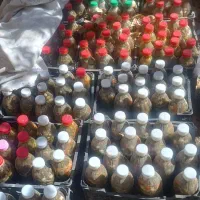 خیارشور درجه ۱