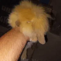 نژاد اصل|موش و خرگوش|اهر, |دیوار