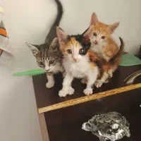 3بچه گربه 3ماه بغلی