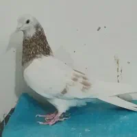 ۳ تا کبوتر عالی