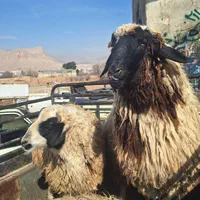 بره غیره (( بره ))