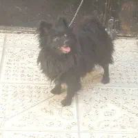 یک عدد پامر زیبا ی نر به فروش میرسد|سگ|آذرشهر, |دیوار