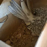 عروس هلندی جفت با تخم