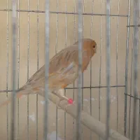 دوعددقناری