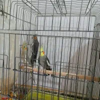 عروس هلندی با جوجه