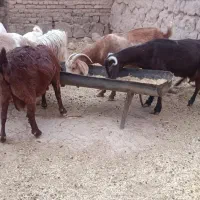 ۸ راس بز آبستن و عالی  چناران