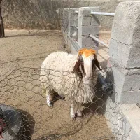 بره قوچ|حیوانات مزرعه|کرمانشاه, |دیوار