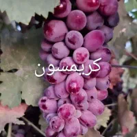 فروش ویژه نهال انگور