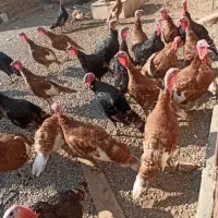 جوجه بوقلمون بوربرون و برنز یکروزه