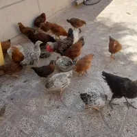 جوجه ژاپنی ۵ماه و۳ماهه