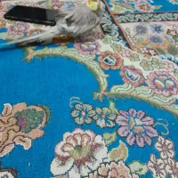 عروس هلندی نر|پرنده|مشهد, انصار|دیوار