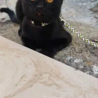 واگذاری گربه مشکی|گربه|شیراز, اصلاحنژاد|دیوار