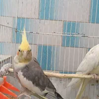 عروس هلندی|پرنده|تایباد, |دیوار