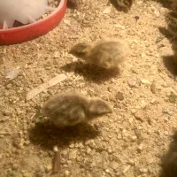 جوجه بلدرچین نژاد خاص