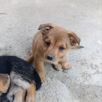 سگ پامر روباهی|سگ|گلوگاه, |دیوار