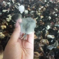 جوجه کاکلی گردن لخت گلین