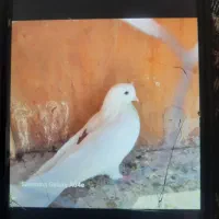 ۷      عدد کبوتر پرشی