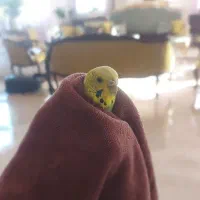 گمشده|حیوانات|پرند, فاز ۲|دیوار