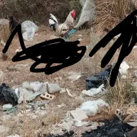 خروس محلی در حمیدیه|حیوانات مزرعه|حمیدیه, |دیوار