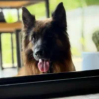 ژرمن شیپرد و‌ژرمن ورک