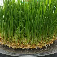 استخدام فروشنده