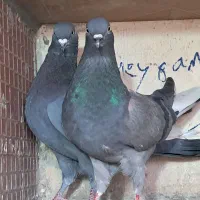 کبوترجفت سبز