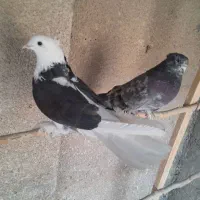 کبوترهماسرور|پرنده|کهریزک, |دیوار