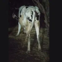 گاو آبستن|حیوانات مزرعه|لیسار, |دیوار