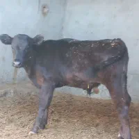 گوساله نر برانسوییس|حیوانات مزرعه|بیرجند, |دیوار