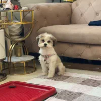 سگ شیتزو سوپر فلت خاص و جذاب