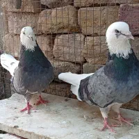 شازده