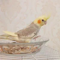 عروس هلندی سخنگو|پرنده|تهران, گلاب دره|دیوار