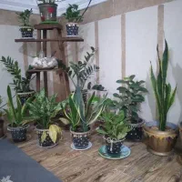 گل آپارتمانی