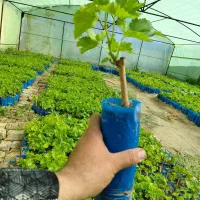 نهال گلدانی انگور موندراپ