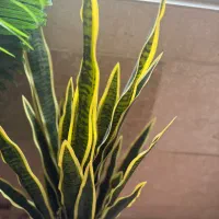 گل مصنوعی|گل مصنوعی|چهاردانگه (تهران), |دیوار