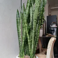 سانسوریا زیبا