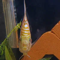 دیسکس چکربرد|ماهی|ری, سیزده آبان|دیوار