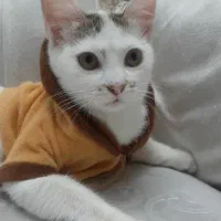 واگذاری رایگان