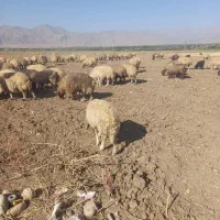 میش داشتی|حیوانات مزرعه|الشتر, |دیوار