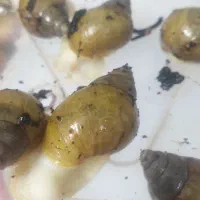 حلزون ضد لک کلاژن ساز